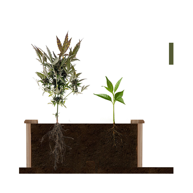 3,9 ft x 3,9 ft upphöjd trädgårdsbäddlåda med segmenterat odlingsnät, trämaterial för trädgårdsväxter och örter